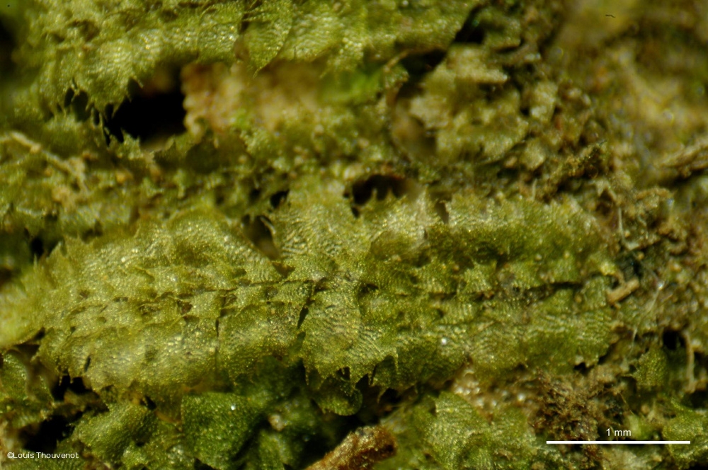 Представитель Семейства Balantiopsidaceae